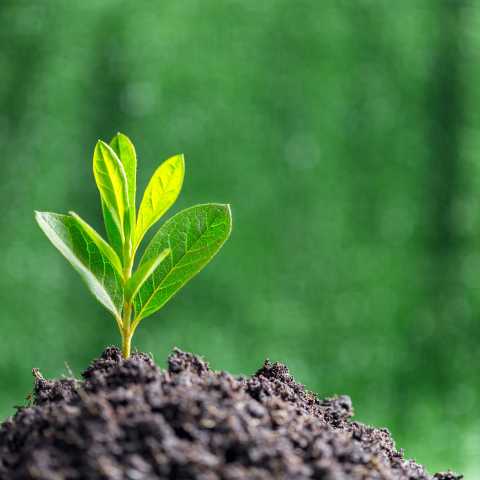 Un germoglio cresce dalla terra