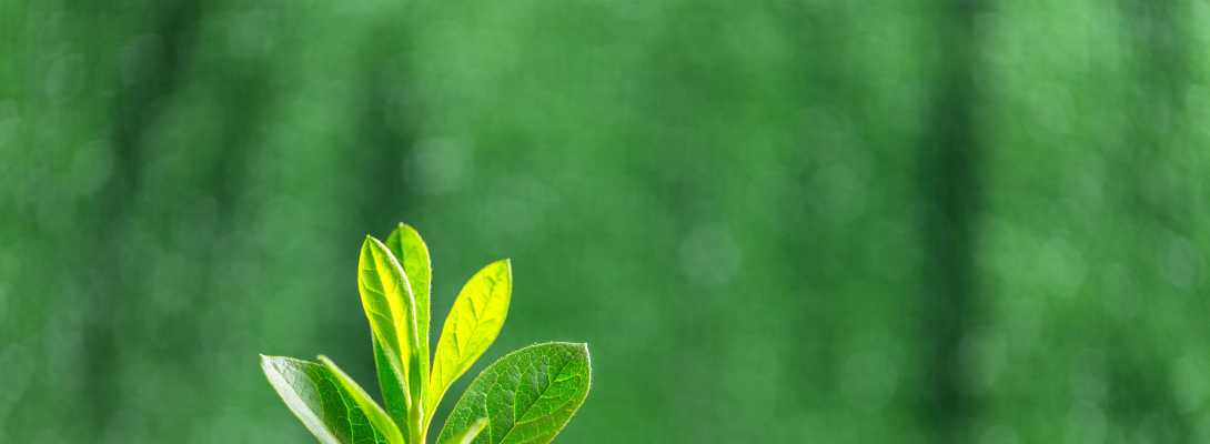 Un germoglio cresce dalla terra