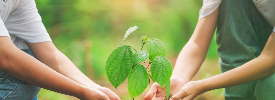 Due persone piantano una pianta nel terreno